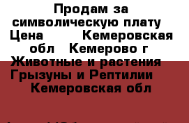 Продам за символическую плату › Цена ­ 50 - Кемеровская обл., Кемерово г. Животные и растения » Грызуны и Рептилии   . Кемеровская обл.